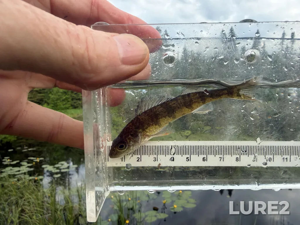 Yellow perch — Minto Lake, Jun 25, 8:21 AM