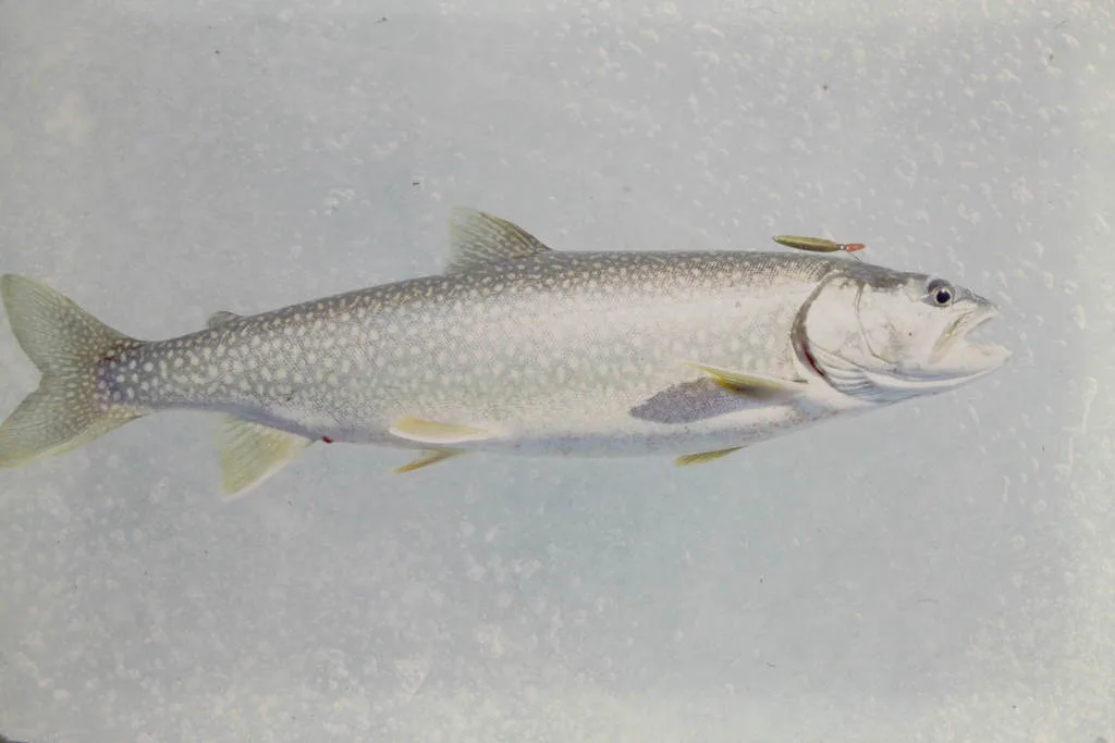 Lake trout — Cecil Lake, Mar 11, 1990
