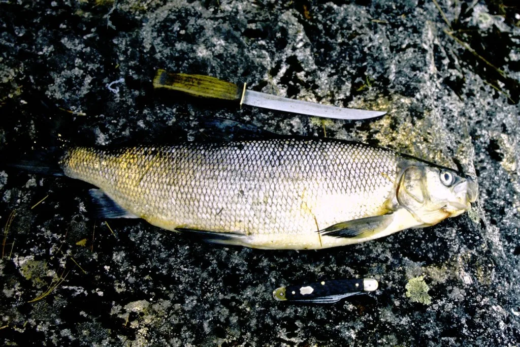 Whitefish — Batchewaung Lake, May 17, 1986
