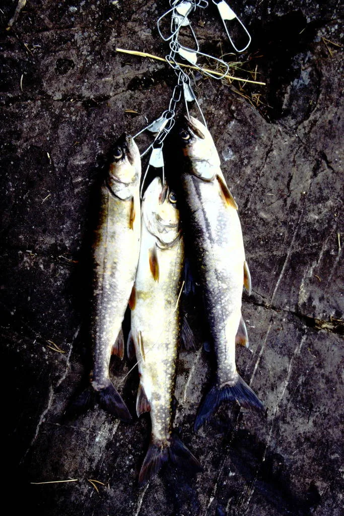 Lake trout — Cole Lake, Jun 12, 1988