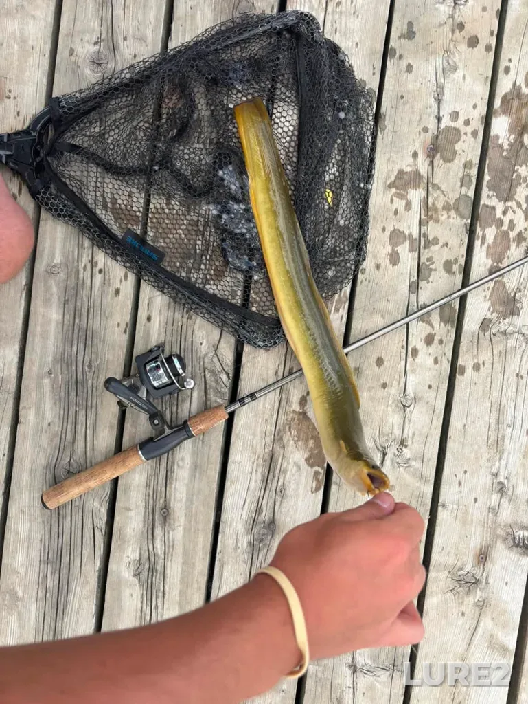 European eel — Rivière des Mille Îles, Jun 23, 1:48 PM