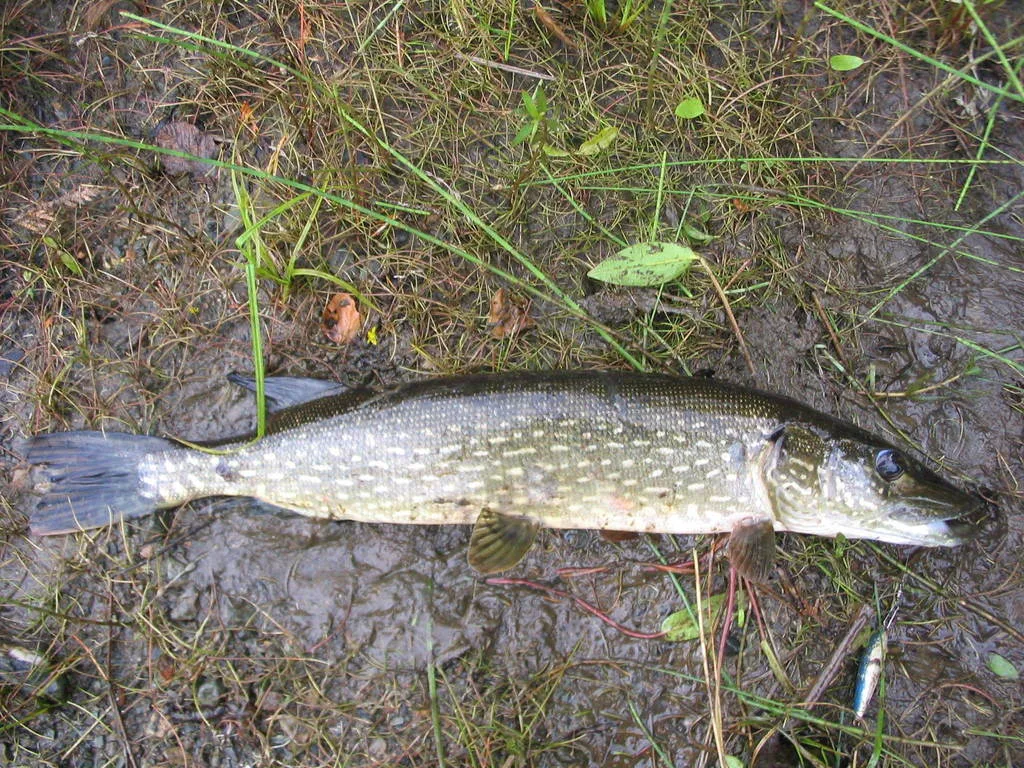 Pike — Namewaminikan River, Jun 26, 2006