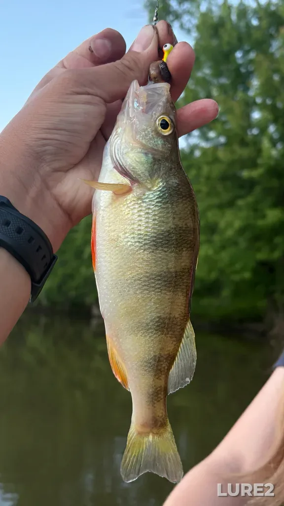 Yellow perch — Rivière des Mille Îles, Jun 26, 8:53 PM