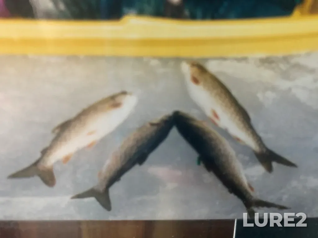 Lake trout — Squeers Lake, Mar 18, 2001