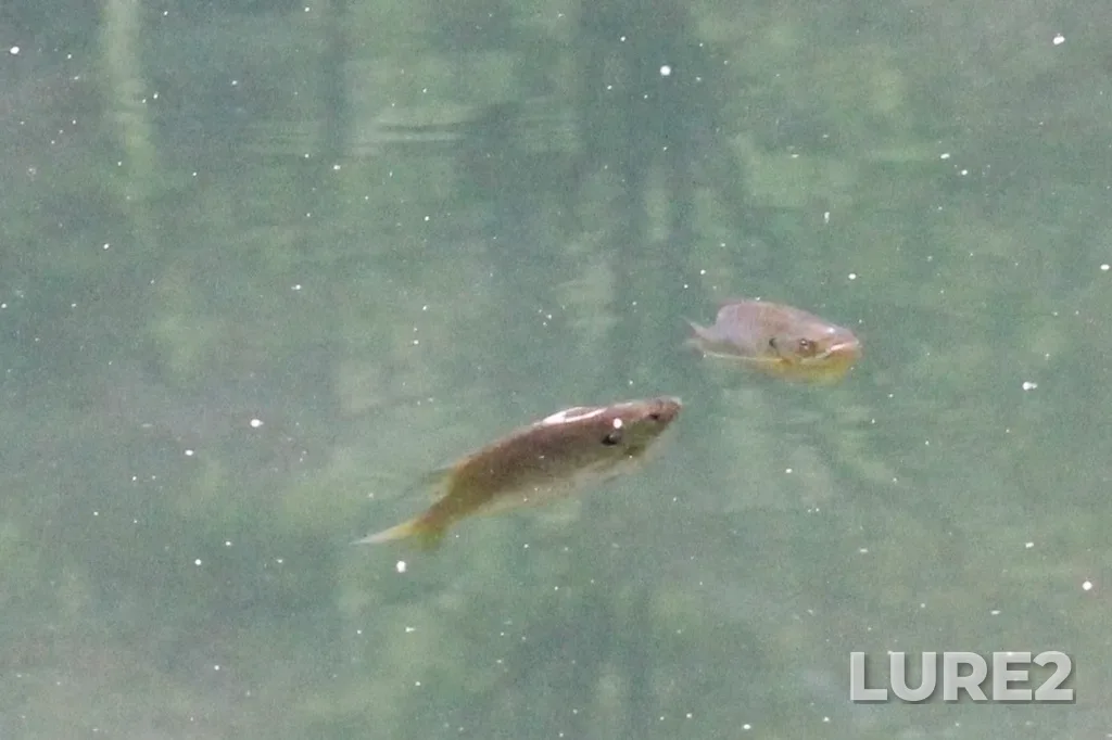 Bluegill — Twelve Mile Creek, Jun 27, 12:17 PM