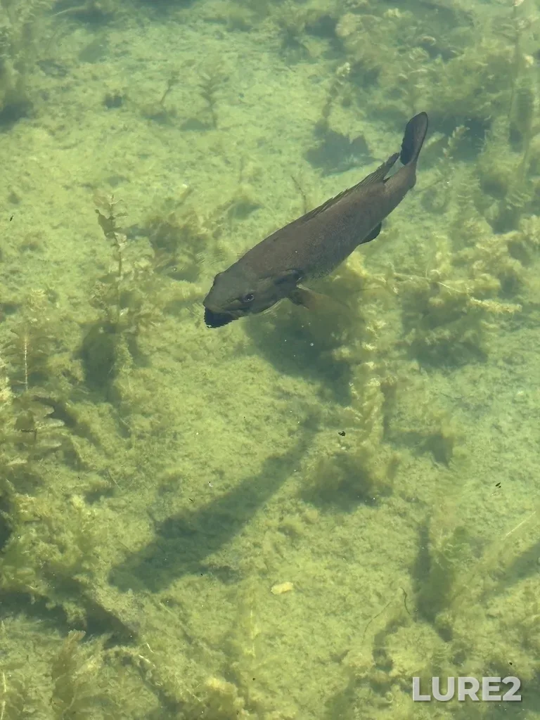 Smallmouth bass — Lac aux Castors, Jun 29, 12:41 PM
