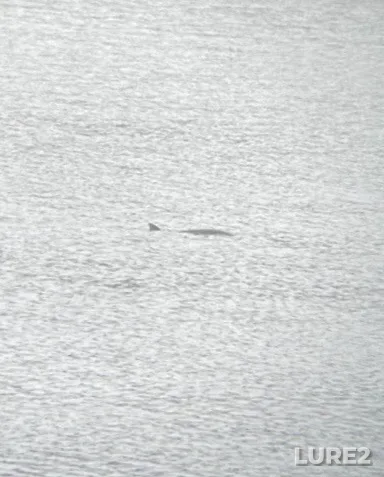 Lake sturgeon — Rivière des Mille Îles, Jun 27, 2:18 PM