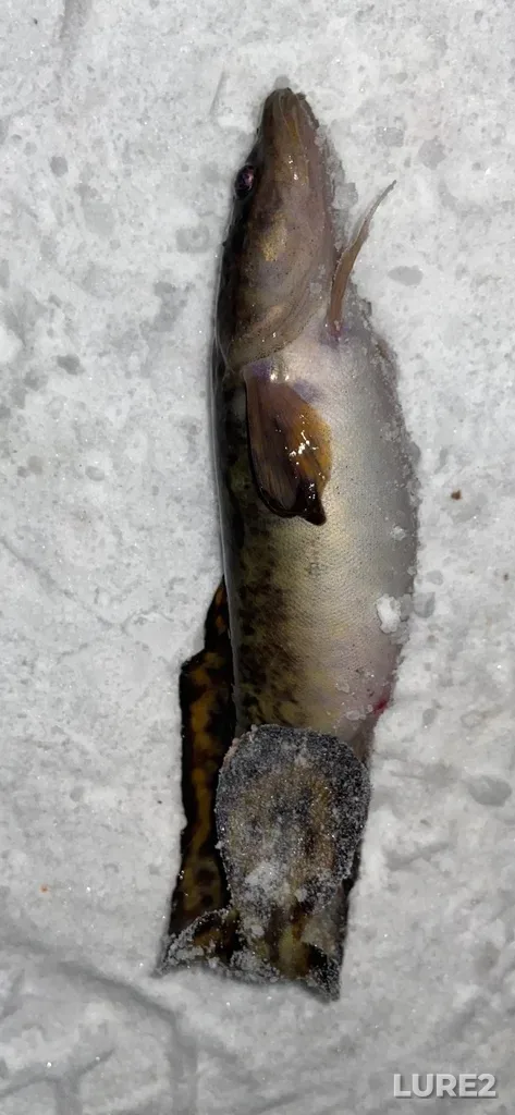 Burbot — Lake Temagami, Jan 17, 2020, 6:30 PM