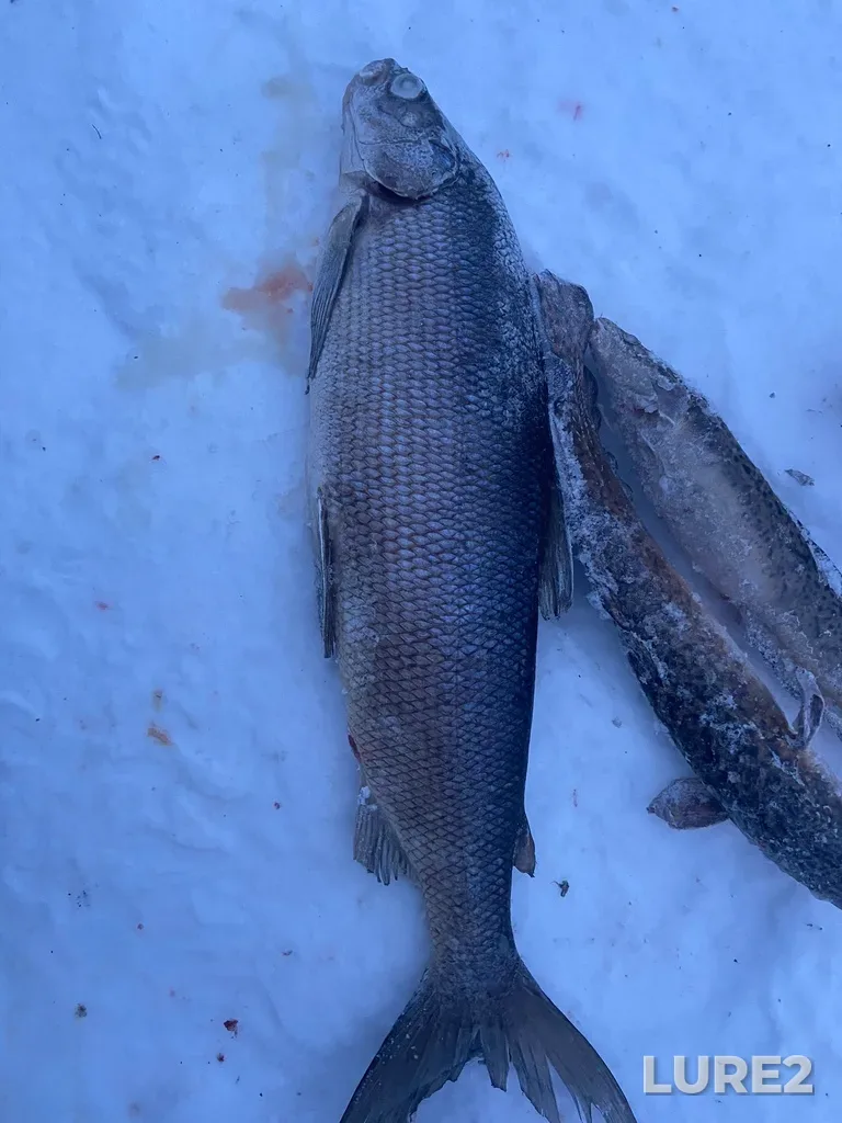 Whitefish — Lake Temagami, Jan 18, 2020, 7:54 AM