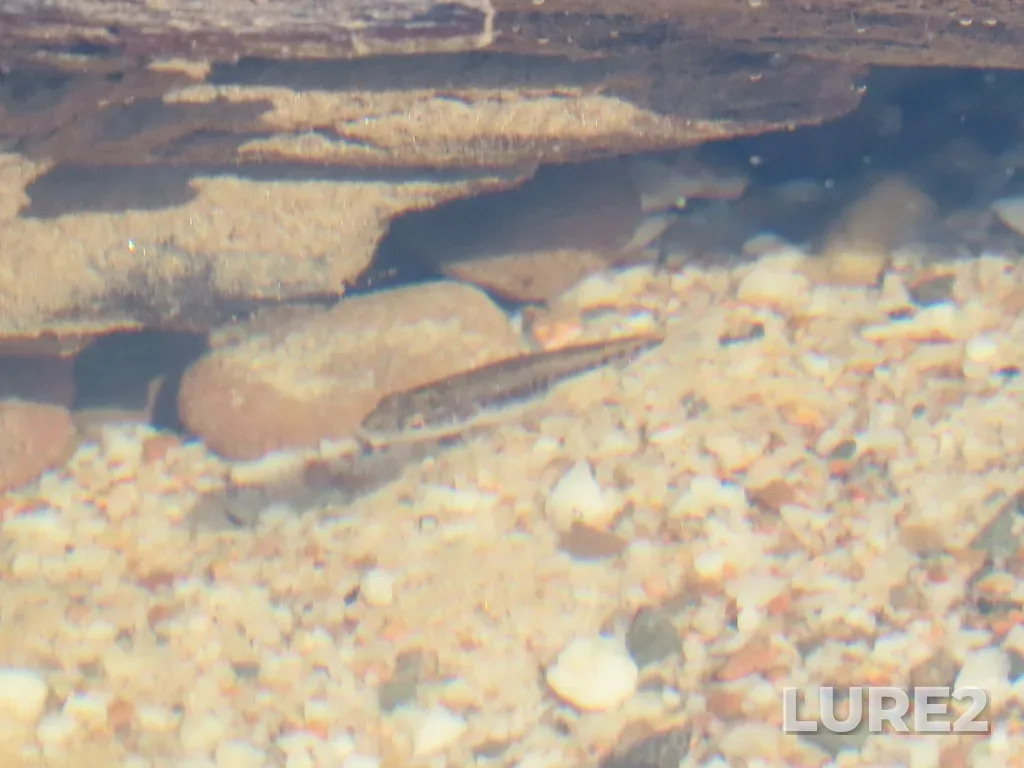 Largemouth bass — Rock Lake, Jul 01, 10:36 AM