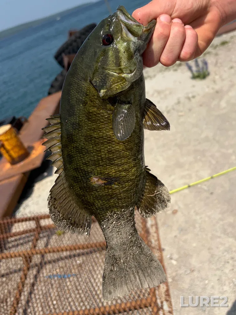 Smallmouth bass — Lake Huron, Jul 01, 2:28 PM