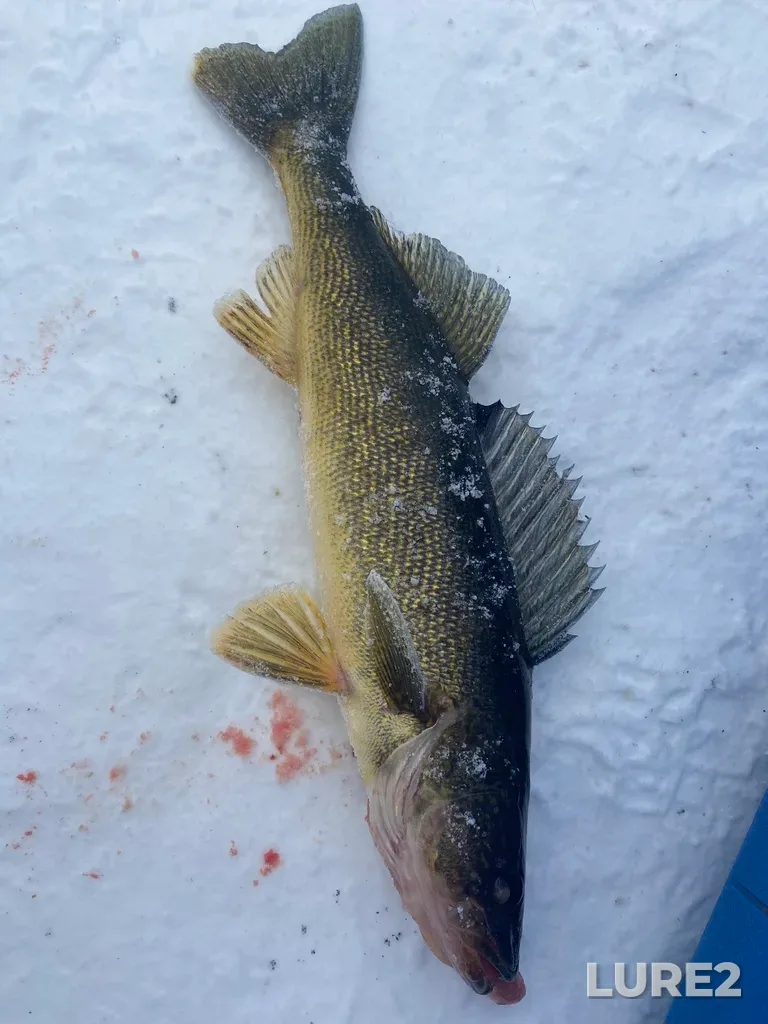 Walleye — Lake Temagami, Jan 18, 2020, 9:12 AM