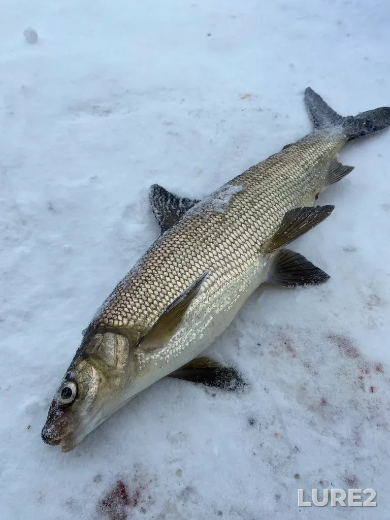 Whitefish — Lake Temagami, Jan 18, 2020, 1:17 PM