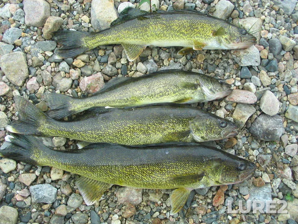 Walleye — Little Jackfish River, Sep 04, 2008, 2:08 PM