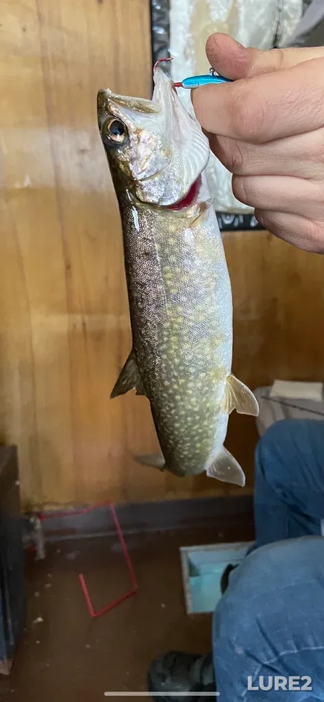 Lake trout — Lake Temagami, Jan 19, 2020, 6:00 PM