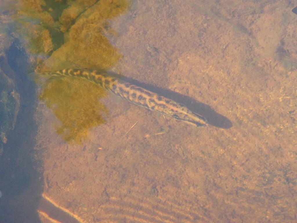 Pike — Roaring River, Sep 18, 2009