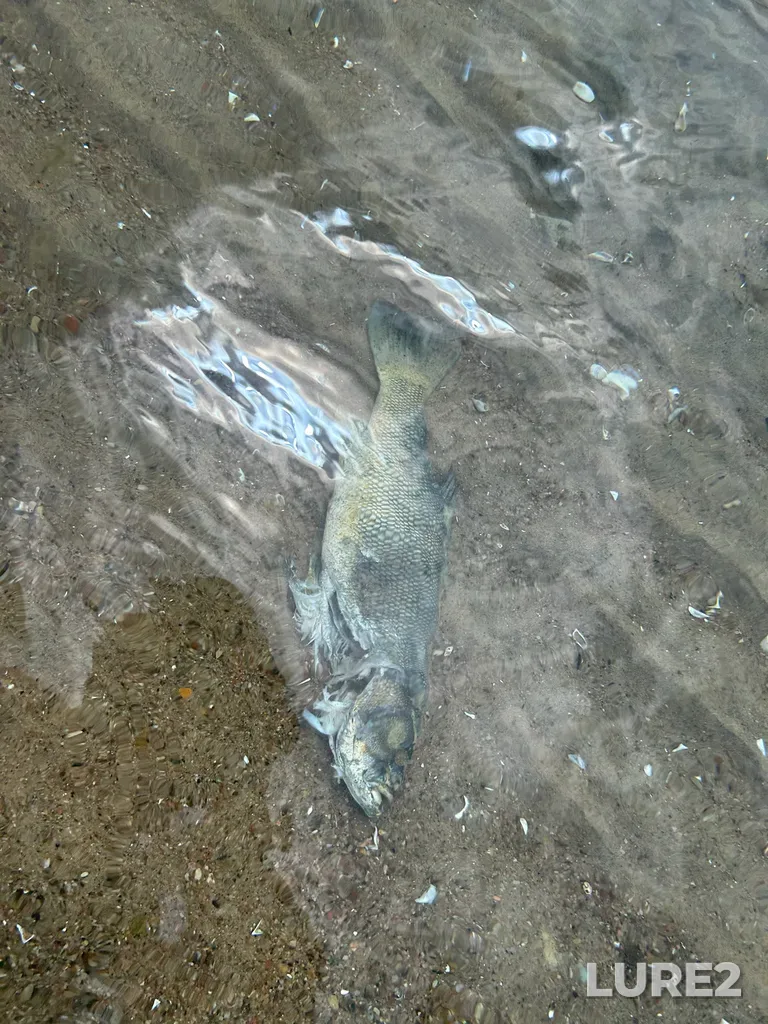 Smallmouth bass — Lake Huron, Jul 03, 2:11 PM
