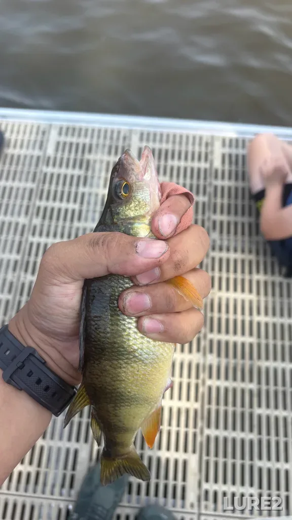 Yellow perch — Rivière des Mille Îles, Jul 04, 10:47 AM