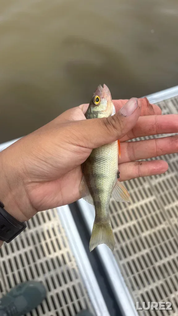Yellow perch — Rivière des Mille Îles, Jul 04, 11:04 AM