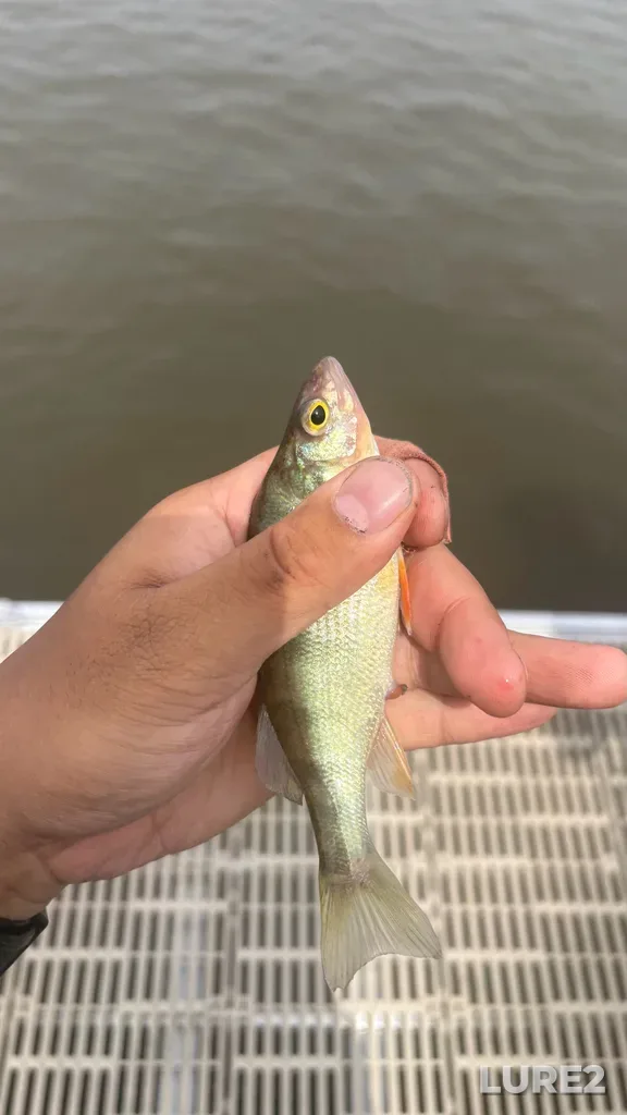 Yellow perch — Rivière des Mille Îles, Jul 04, 11:24 AM