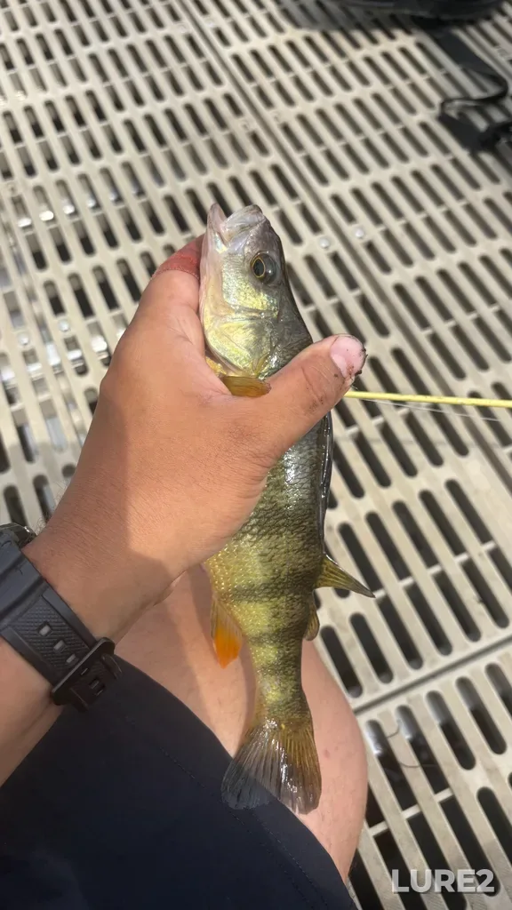 Yellow perch — Rivière des Mille Îles, Jul 04, 11:30 AM