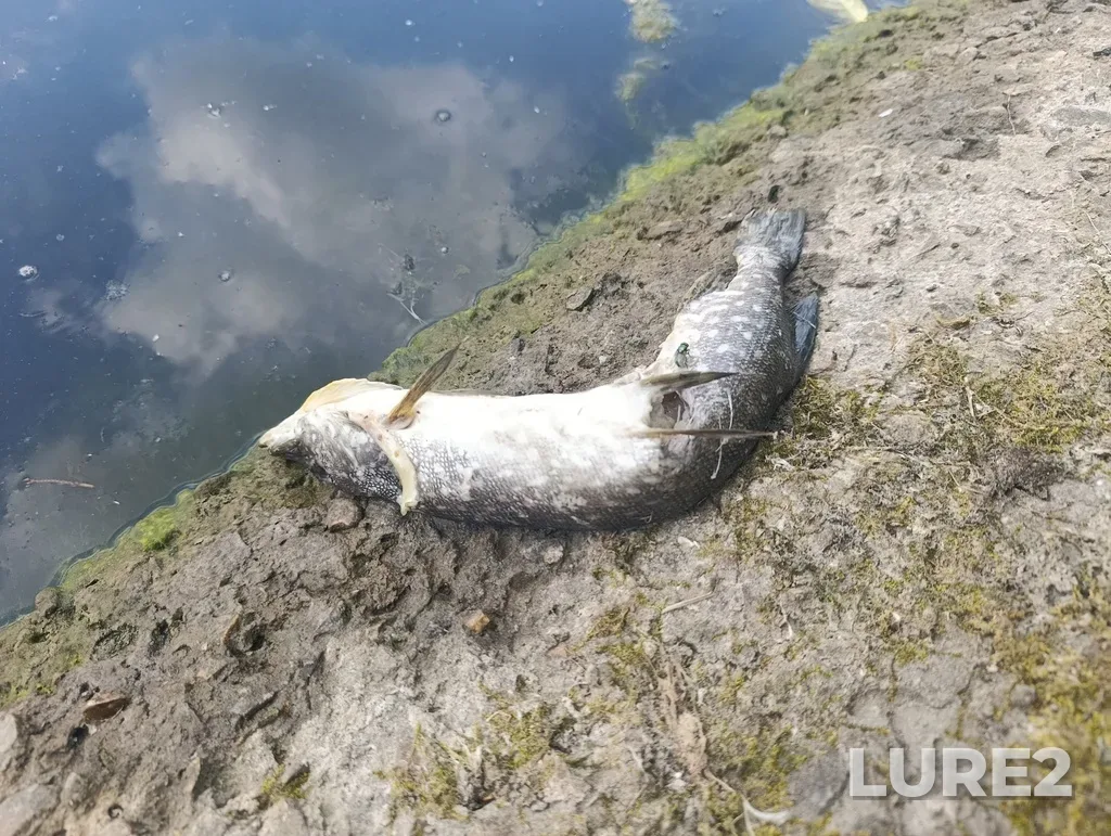 Pike — Bolshoy Sadovyy, Jun 09, 11:24 AM