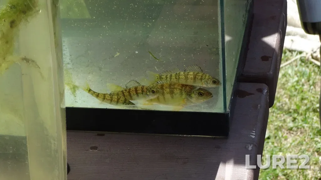 Yellow perch — Charlie Lake, Jul 04, 12:17 PM