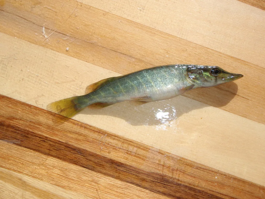 Pike — Thunder Lake, Aug 7, 2011