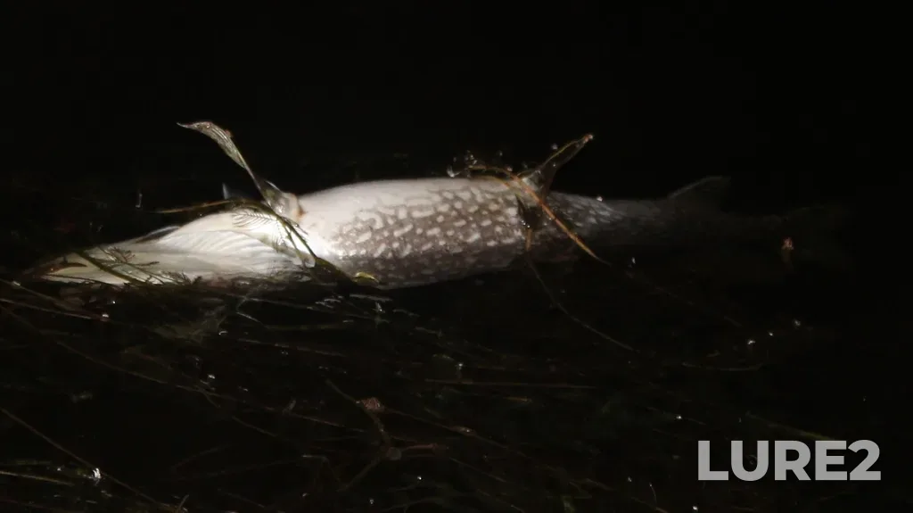 Pike — Seymour Lake, Jul 04, 11:50 PM