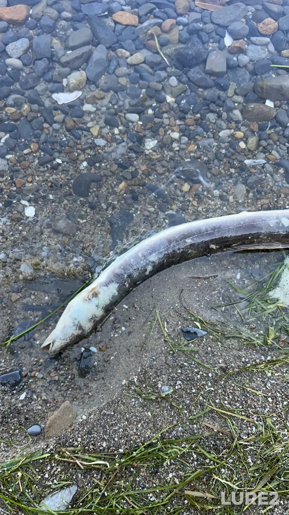 European eel — Chateaugay River, Jul 05, 9:29 AM