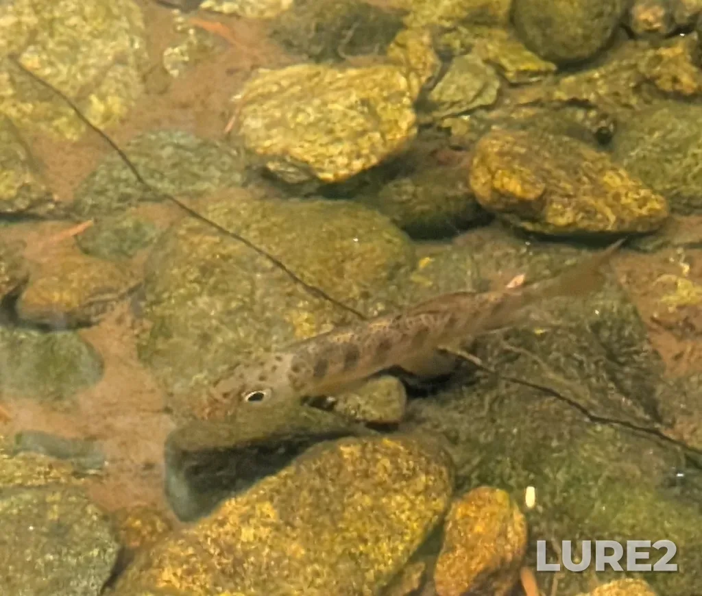Coho salmon — Kennedy River, Jul 03, 10:41 AM