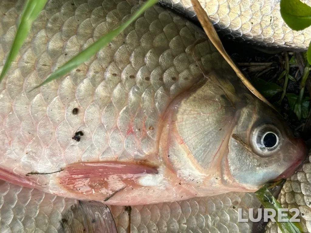 Crucian carp — Alebashevo, Jul 04, 6:30 PM