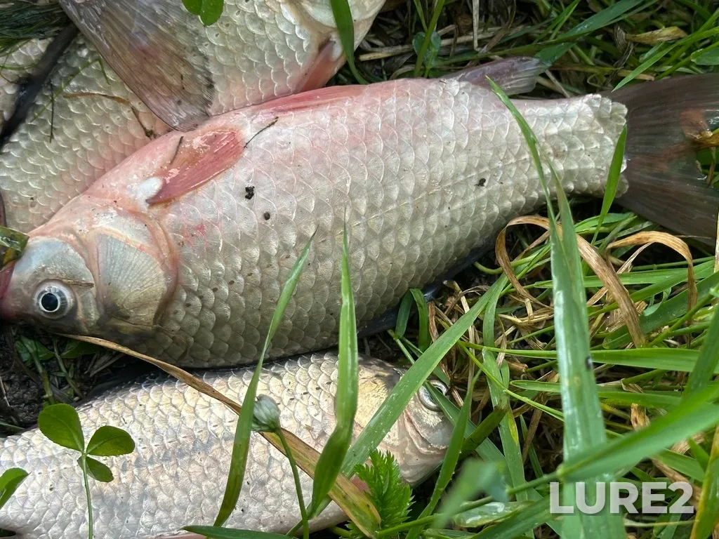 Crucian carp — Alebashevo, Jul 04, 6:30 PM