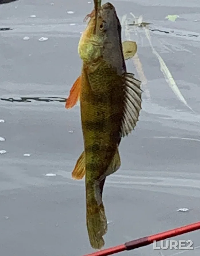 Yellow perch — Darlings Lake, Jul 01, 1:00 PM