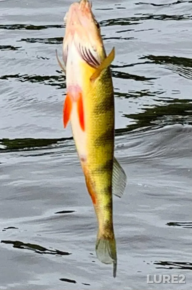 Yellow perch — Hammond River, Jul 01, 12:30 PM