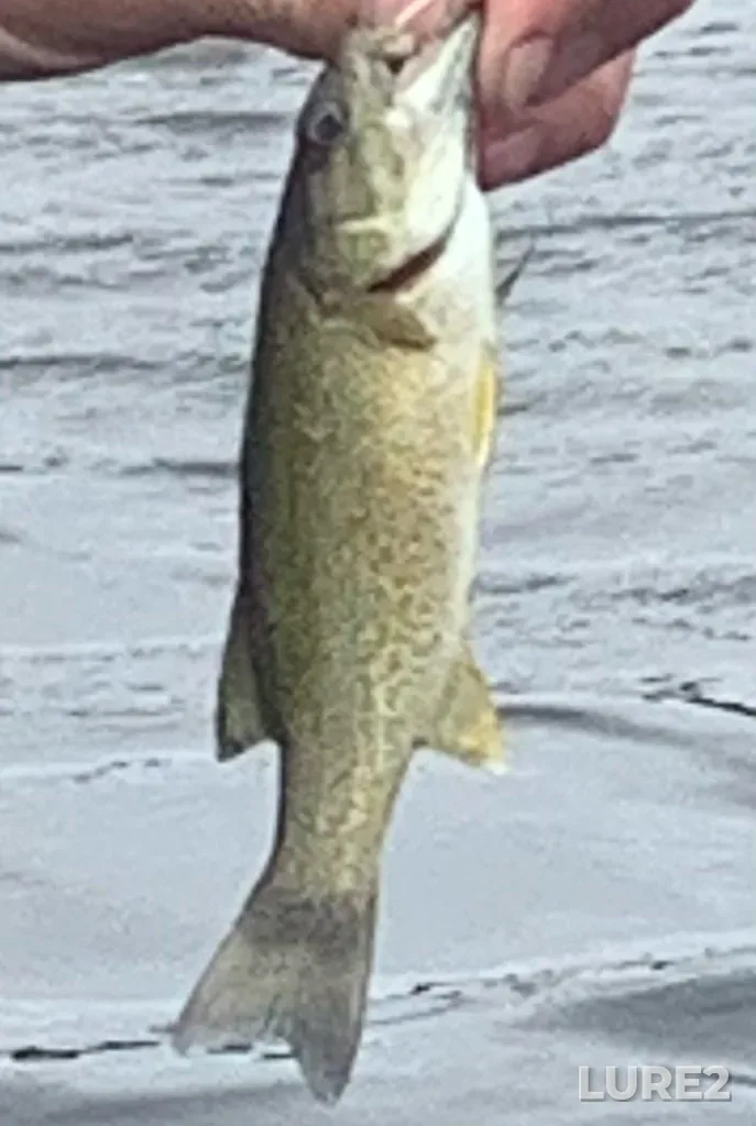Smallmouth bass — Darlings Lake, Jul 01, 1:00 PM