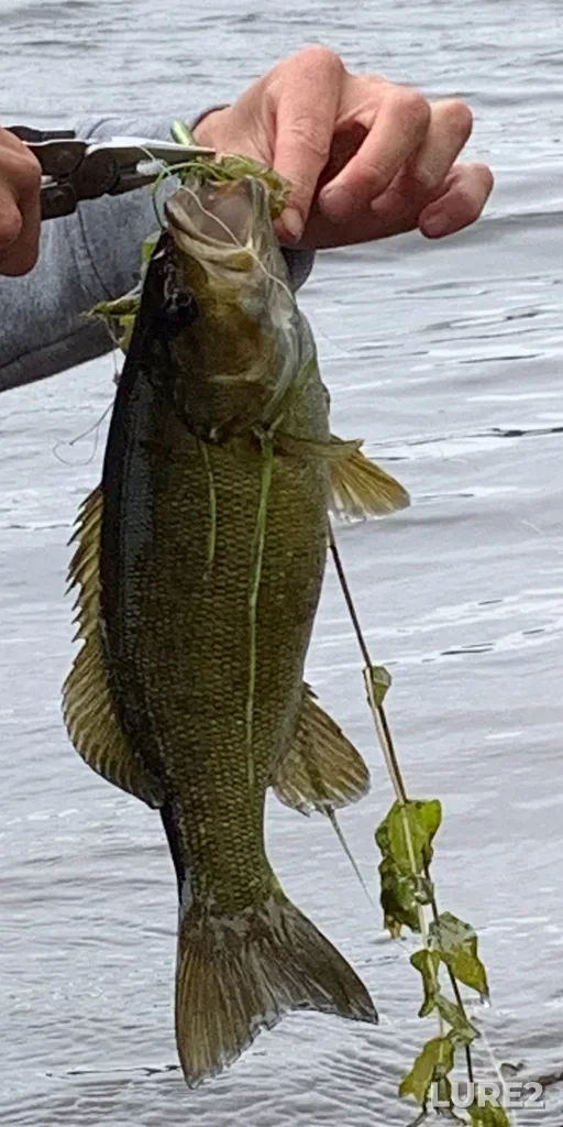 Smallmouth bass — Hammond River, Jul 01, 12:30 PM