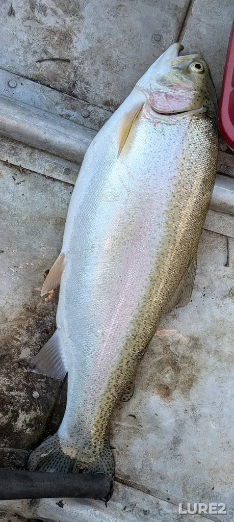 Rainbow trout — Lake Huron, Jul 06, 7:47 PM
