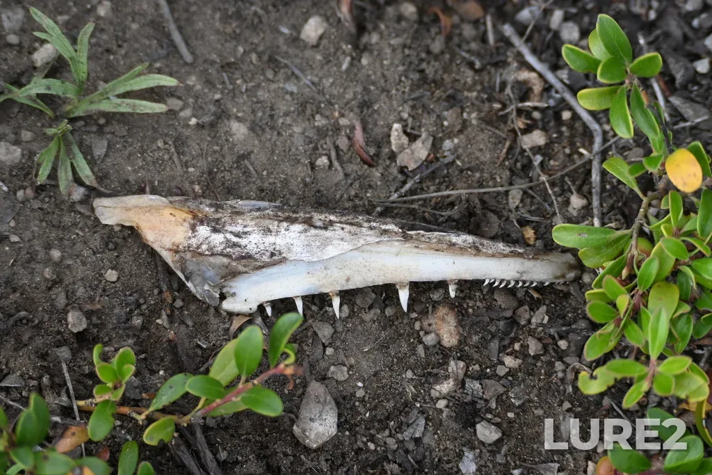 Pike — Little Atlin Lake, Jul 04, 6:03 PM