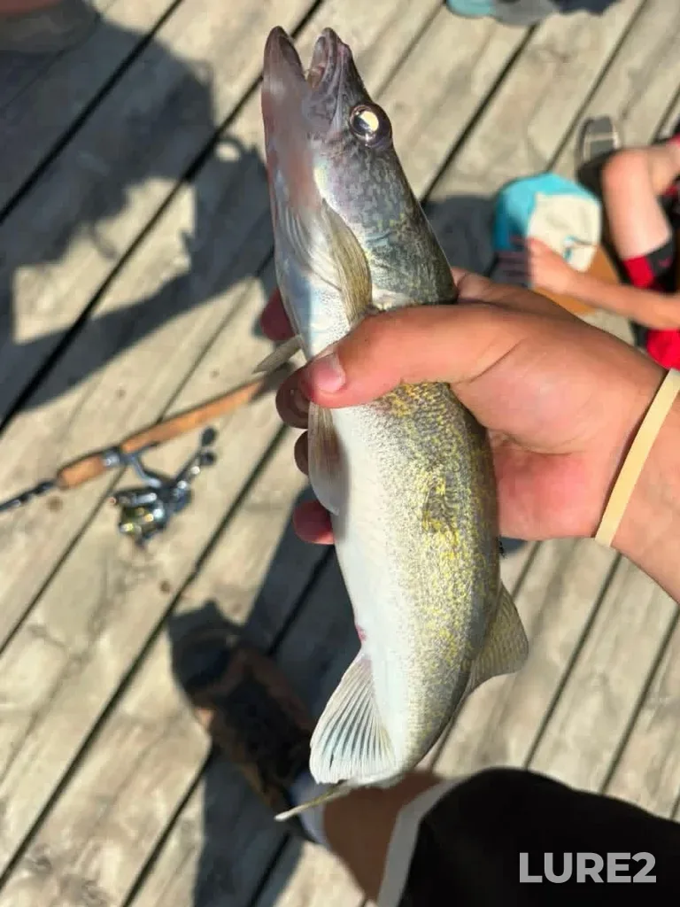Walleye — Rivière des Mille Îles, Jul 07, 10:16 AM