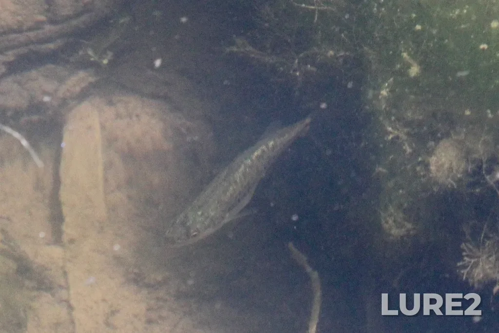 Largemouth bass — Earl Rowe Lake, Jul 06, 1:55 PM