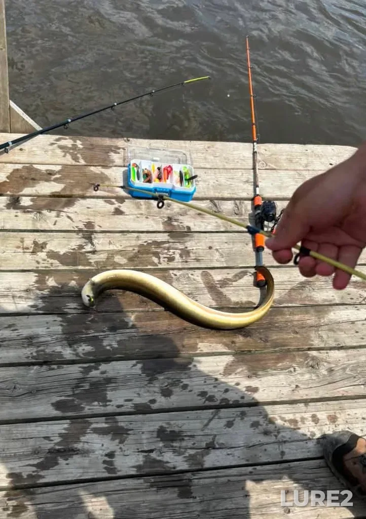 European eel — Rivière des Mille Îles, Jul 08, 11:23 AM