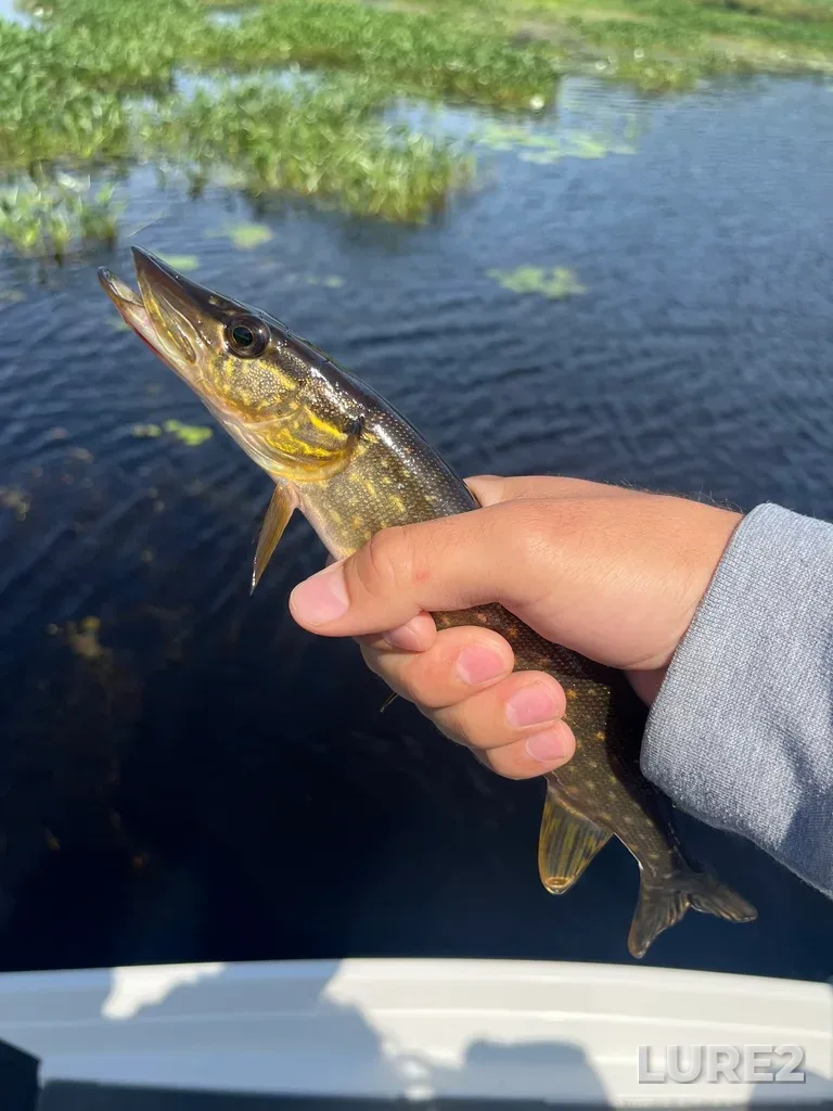 Pike — Judge Lake, Jul 05, 11:05 AM