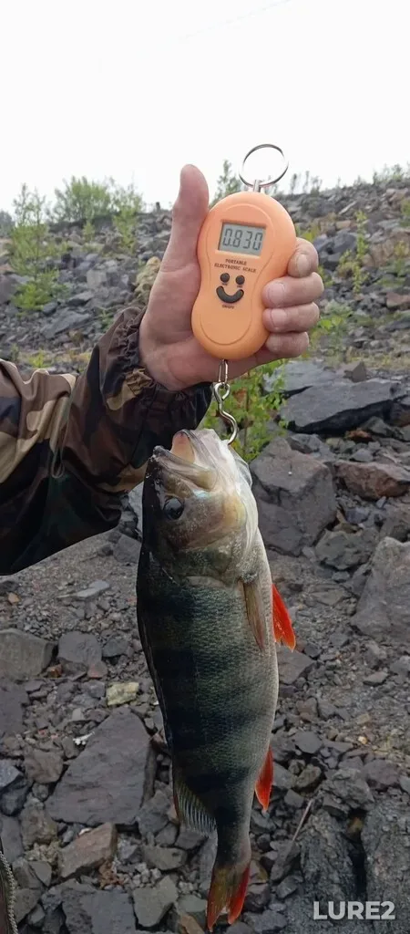 Perch — Andryushinskoye, Jun 29, 7:50 AM