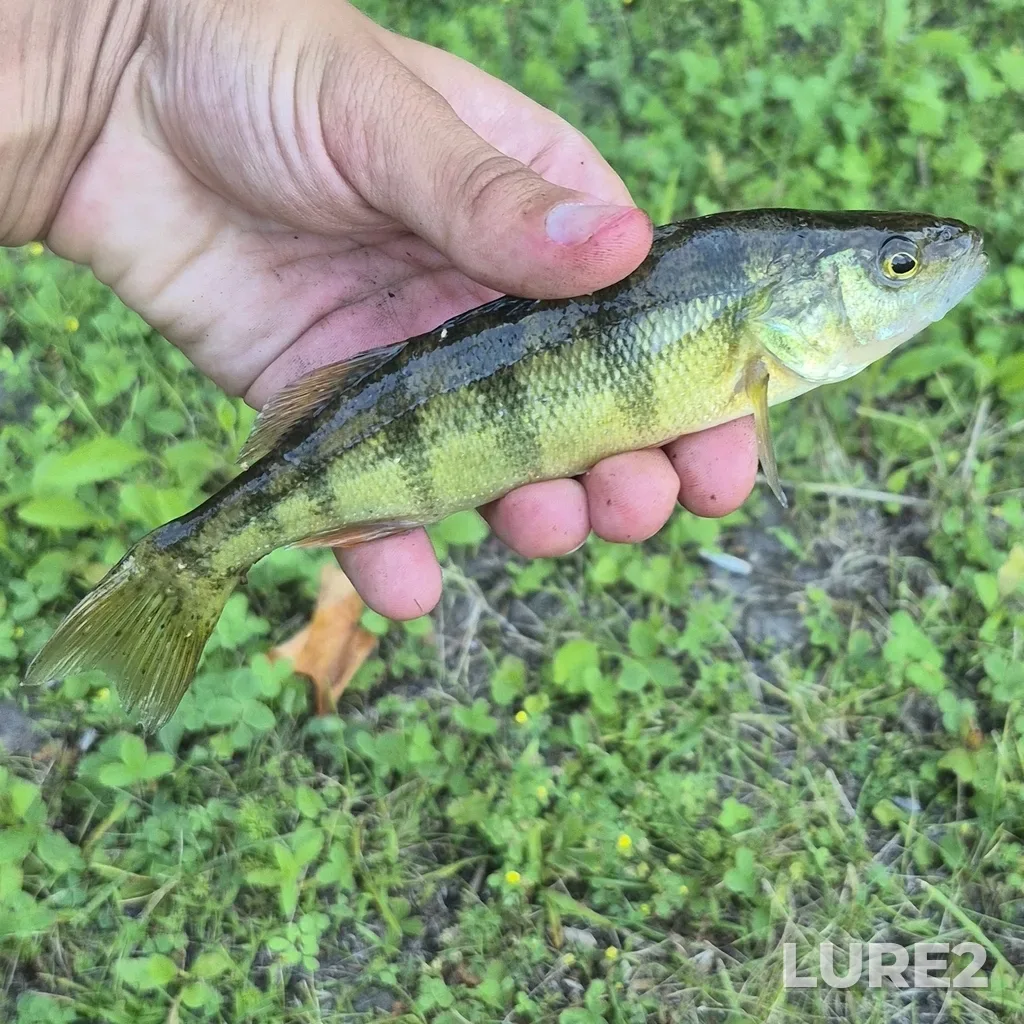 Yellow perch — Crowe Bay, Jul 08, 6:16 PM