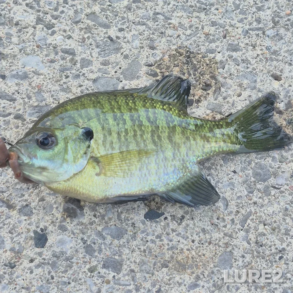 Bluegill — Crowe Bay, Jul 08, 5:52 PM