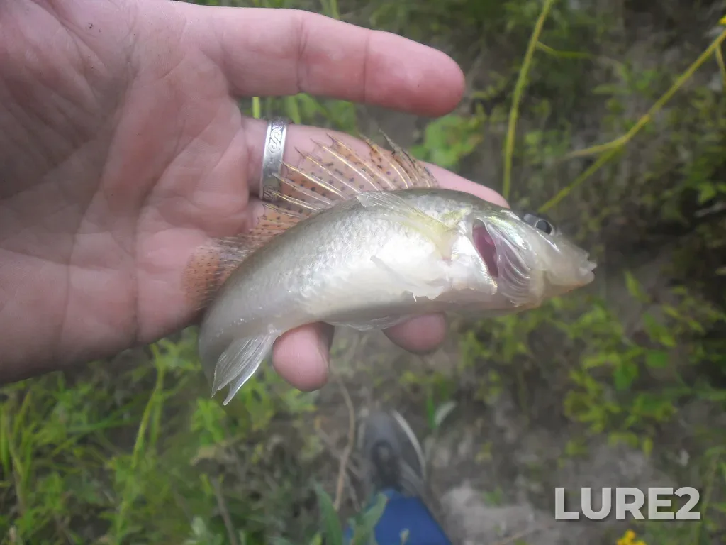 Ruffe — Klyazma, Aug 16, 2015, 12:07 PM