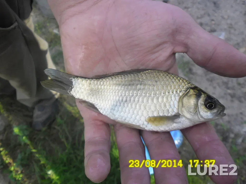 Crucian carp — Sudogodskiy r-n, Vladimirskaya obl., Rossiya, Aug 23, 2014, 5:37 PM