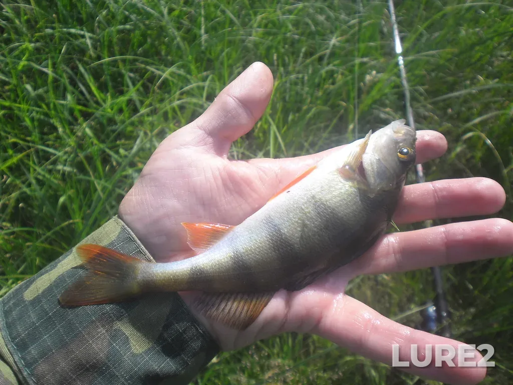 Perch — Sudogda, Jun 28, 2016, 9:20 AM