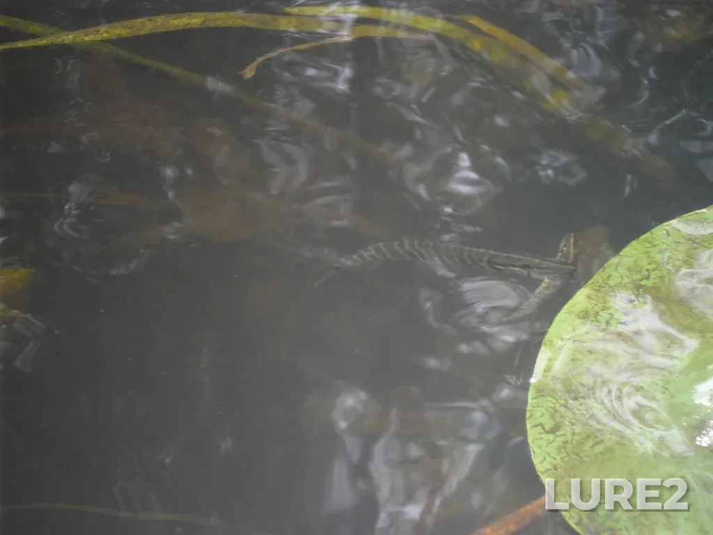 Pike — Sudogda, Jun 17, 2015, 1:26 PM